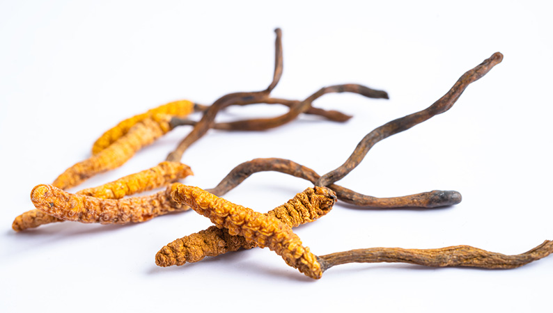 Cordyceps – cudowny grzyb z Tybetu?